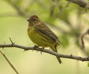 Хөмрөг (Орхимжит хөмрөг)